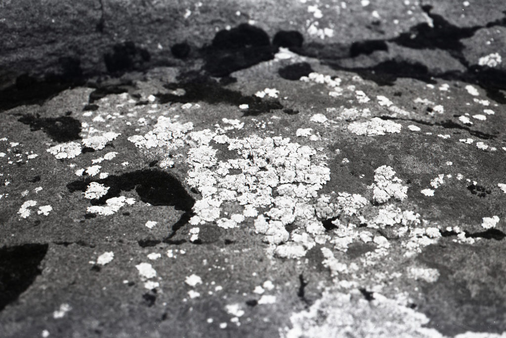 a black and white photo of lichen growing on a rock