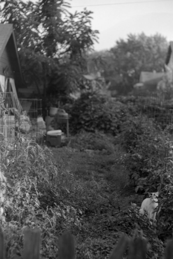 A black and white photo of a backyard garden/farm. Hiding behind a plant is a mosly white cat with black spots.