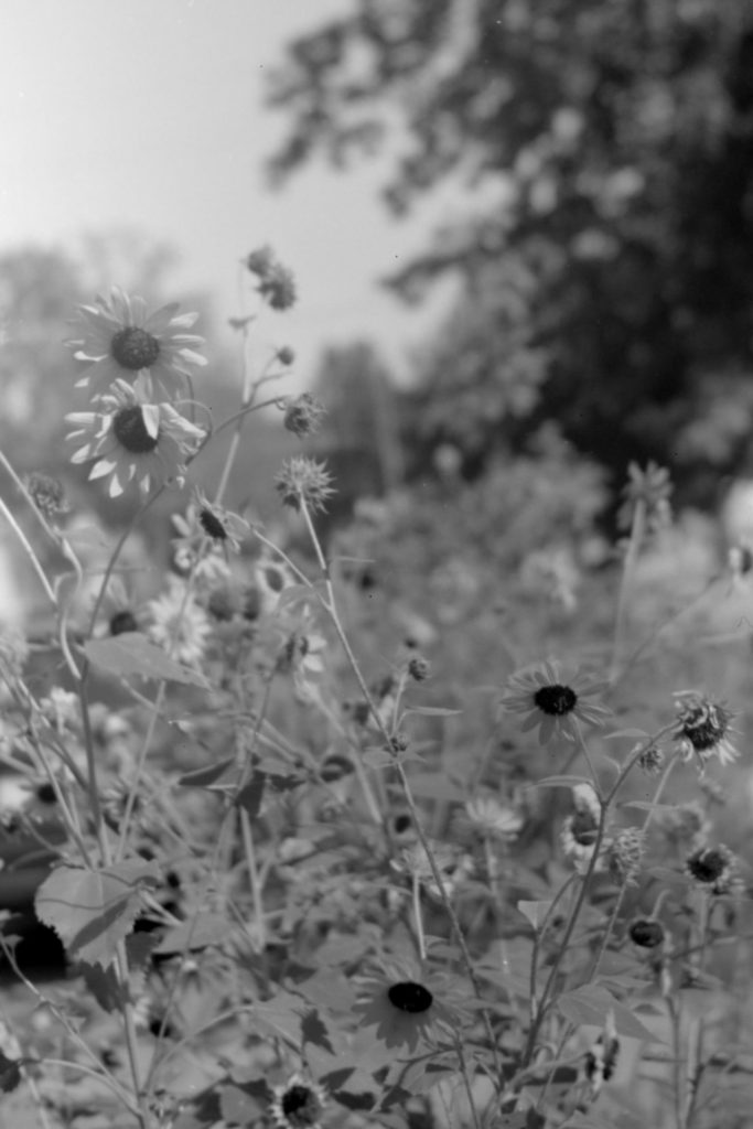 A black and white photos of some tall flowers with white petals and black centers.