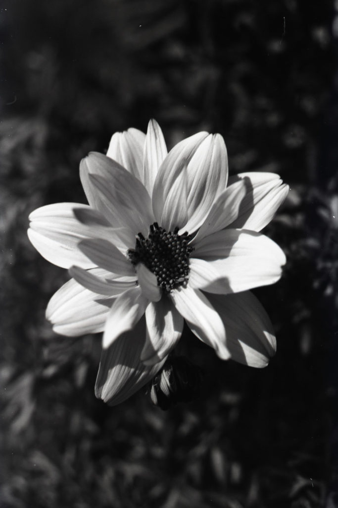 A black and white photo of a flower, taken from above