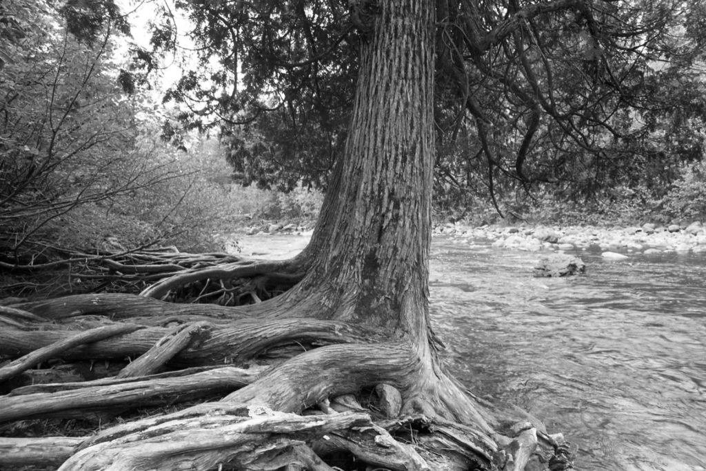 A large tree leans out over a river. Thick exposed roots attach the tree to shore.