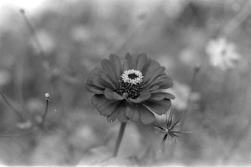 A black and white photo of a flower. The flower has dark petals and a white ring in the middle.