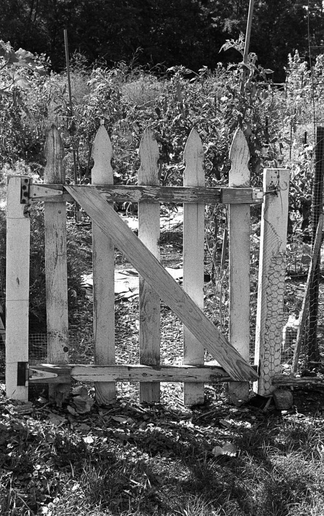 A black and white photo of a white wooden gate in a garden fence