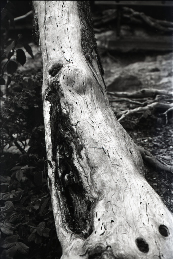 A black and white photo of a tree log laying on the ground.