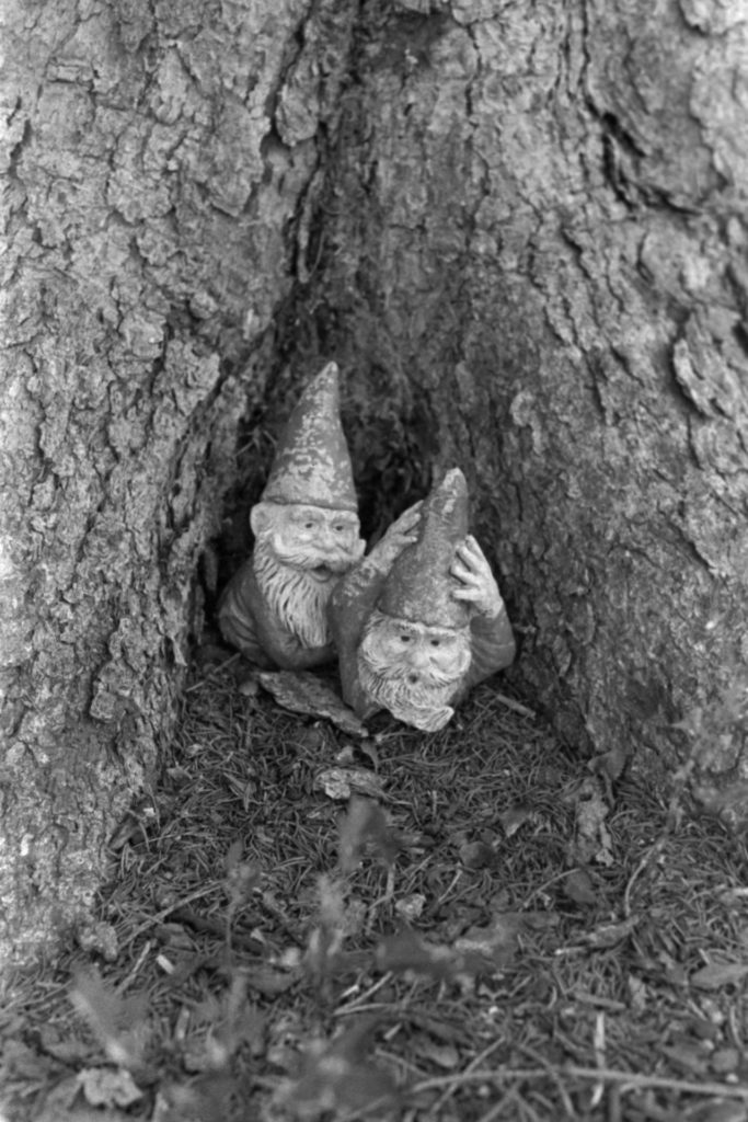 Two small ceramic gnomes, with tall pointy hats, nestle in between two tree roots.