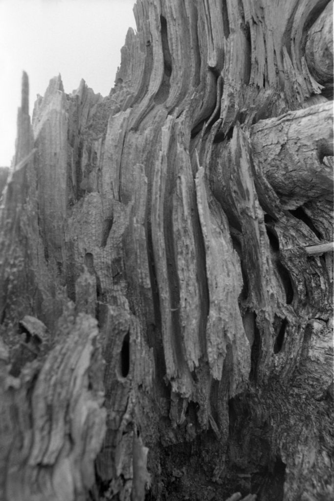 Close up of a weathered and rotten tree stump. 