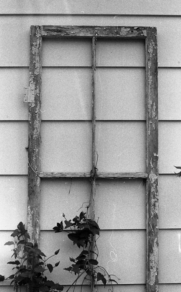 A black and white photo of an old wooden window frame that has been repurposed as a flower trellis.
