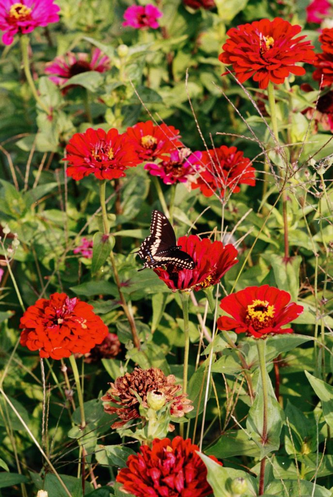 A color photo of a black butterfly with yellow spots landing on a richly red flower.