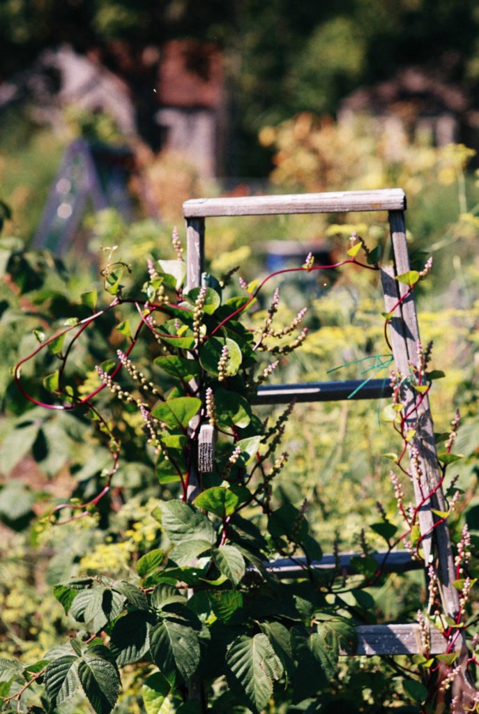 A color photo of a wooden ladder covered with vines.