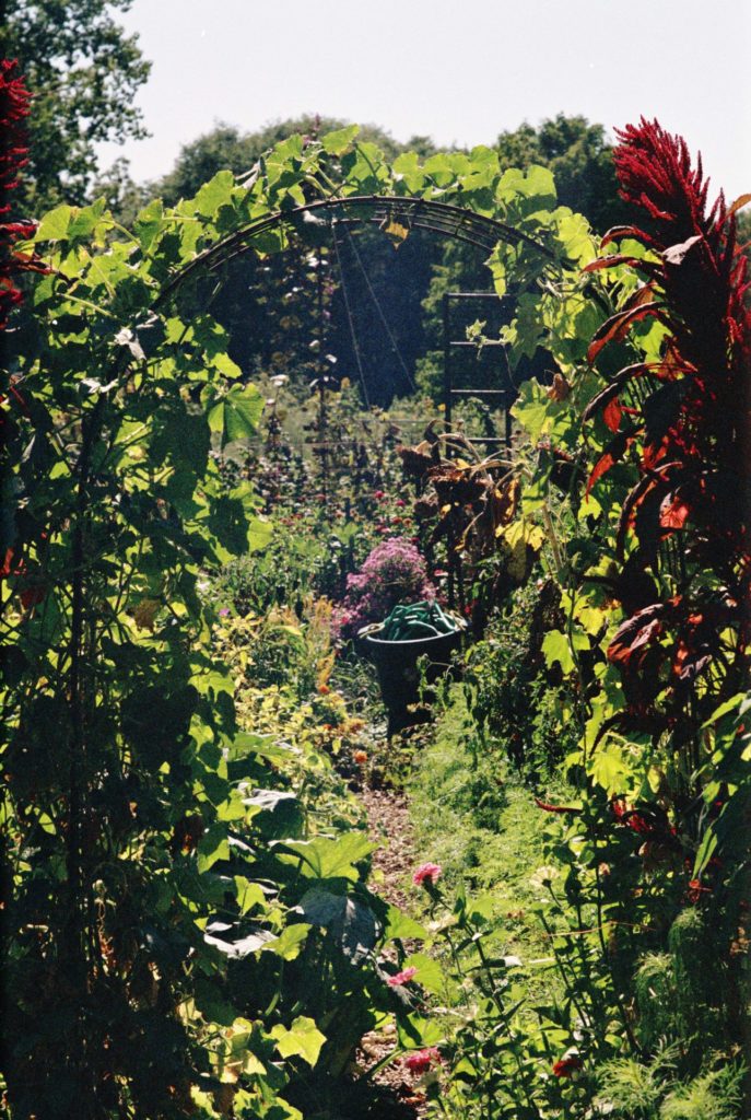 A color photo of a garden trellis covered with squash vines with a path leading to more garden.