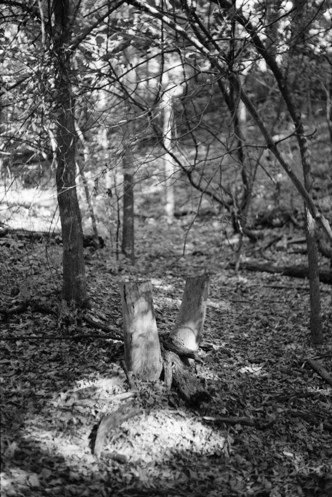 A black and white photo of two tree stumps in a shadowed forest area. A strong beam of light partially illuminates the stumps.
