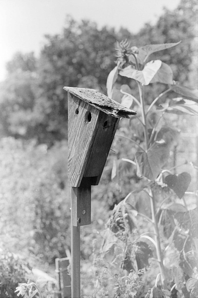 A black and white photo of a wooden birdhouse. The face of the birdhouse is visible, but the garden around the birdhouse is overexposed and very bright.
