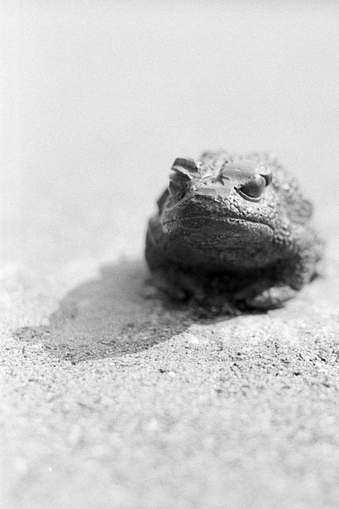 A black and white photo of a sculpture of a toad sitting on concrete.