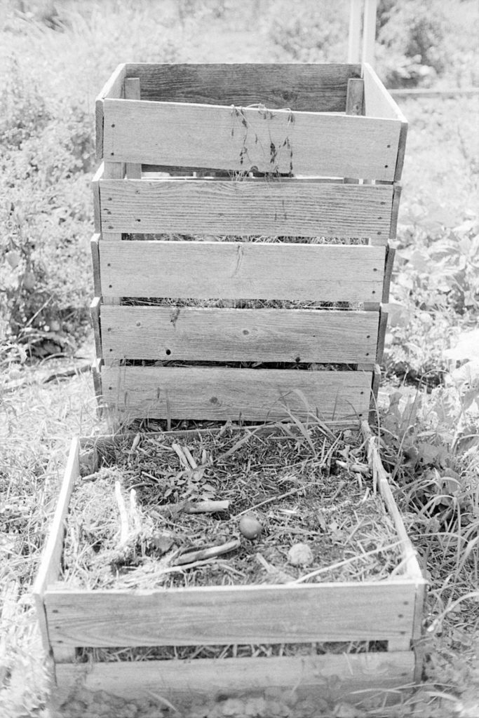 A black and white photo of a wooden compost box filed with discarded vegetable plants. The wood should be darker gray but has ended up pretty bright.
