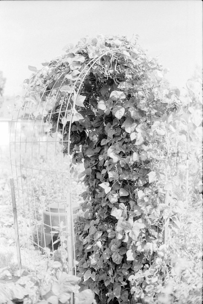 A black and wihte photo of a wire arch partially covered with vines. The photo is over exposed and much of the area around the shadows is bright white.