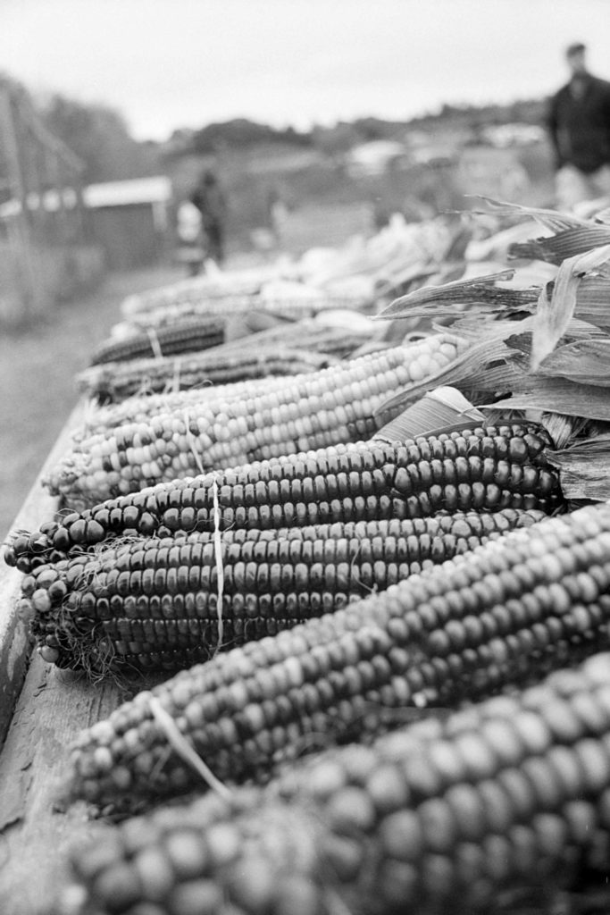 A black and white photo of dried ears of corn, ranging in color from dark red to light yellow.