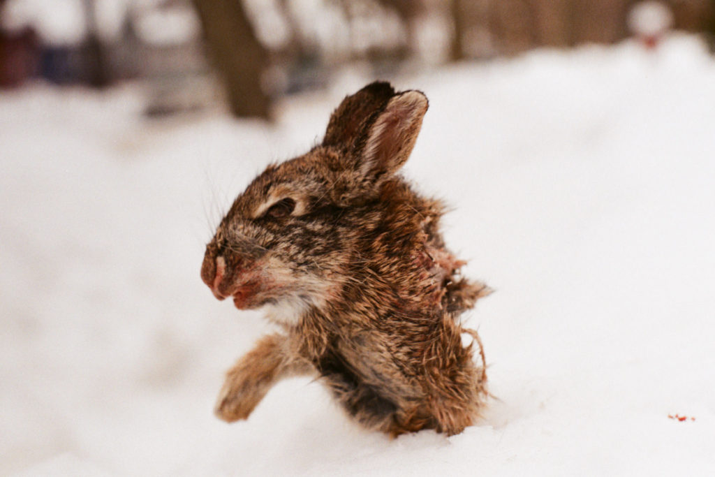 A color photo of a partially-eaten rabbit head propped upright on top of a snow bank. 
