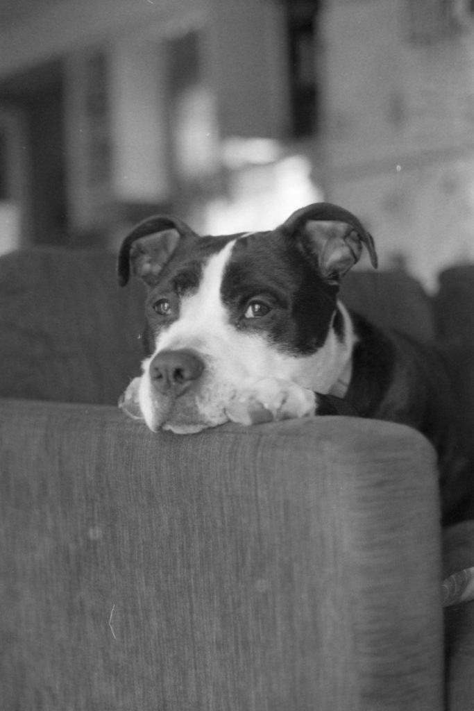 A black and white photo of a black and white dog resting his head and front paws on the edge of a couch.