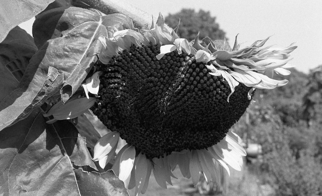 A black and white photo of a large drooping sunflower head.