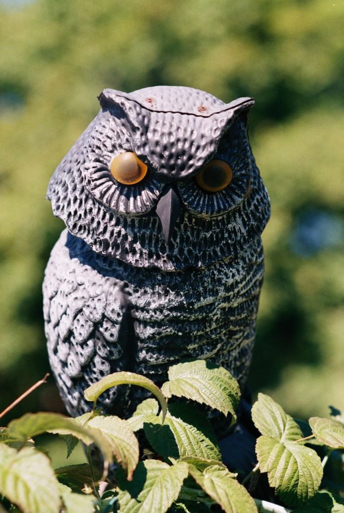 A color photo of a plastic fake owl in in a community garden