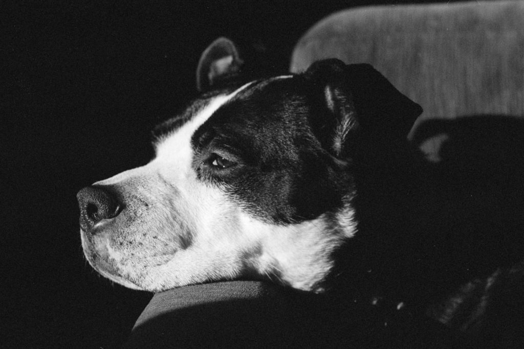 A black and white photo of a black and white boxer/pit mix dog. His head is resting on the arm of a couch, though his eyes are open and he's somewhat alert. A sun beam hits his face, illuminating it. But most of the rest of the picture is shadow.