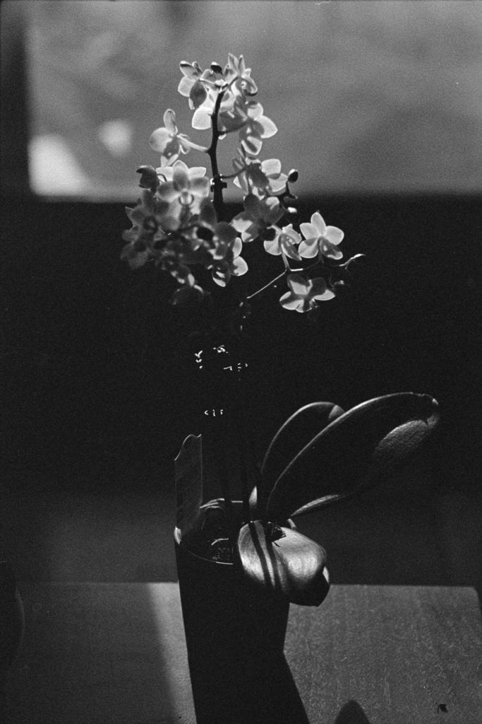 A black and white photo of a small indoor orchid plant sitting on a coffee table. A faint low sunbeam illuminates the flowers and gives the plant a long shadow