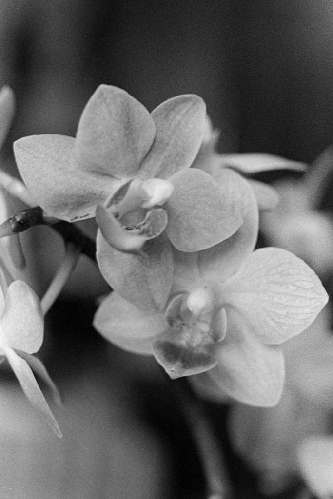 A close up black and white photo of two orchid flowers