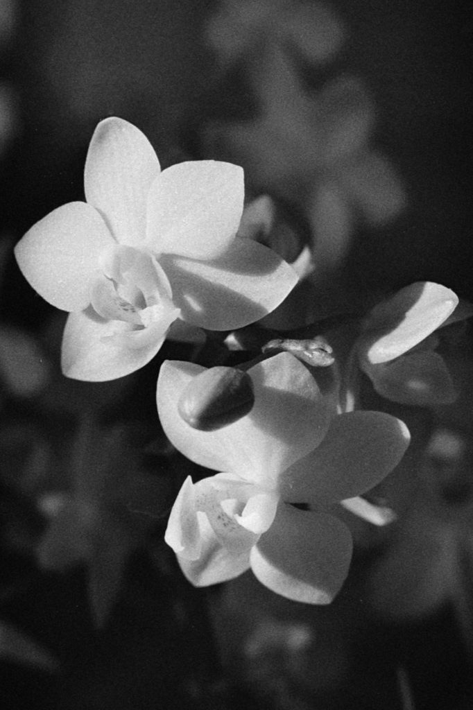A close up black and white photo of two orchid flowers and a closed orchid bloom.