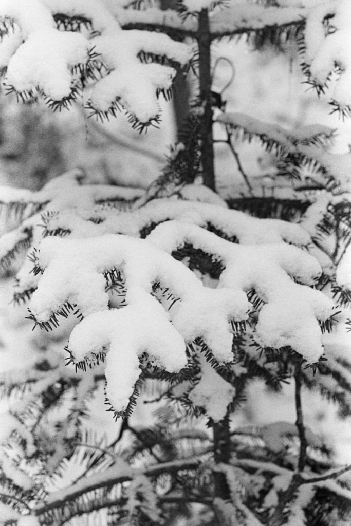 A high-contrast black and white photo of a pine tree covered in snow.