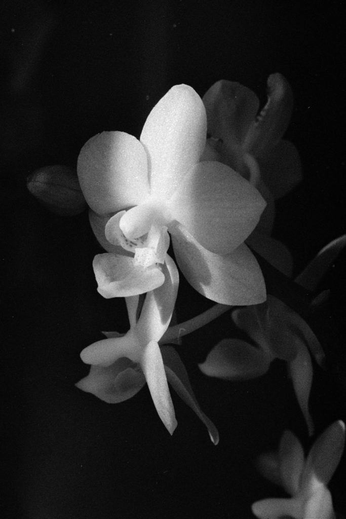 A black and white close up photo of two small orchid flowers. The flowers are mostly in shadow except for a vertical strip of light that bisects them.