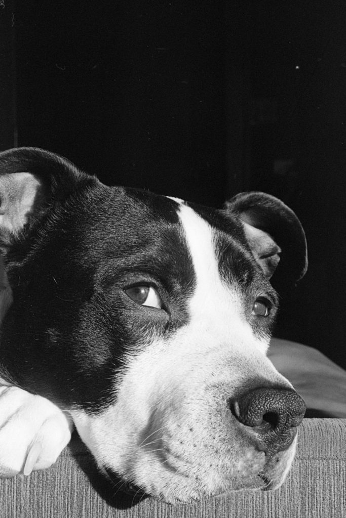 A black and white photo of a black and white dog. His head fills the frame, chin resting on the arm of a couch, paws poking out from underneath his chin. His eyes are open.