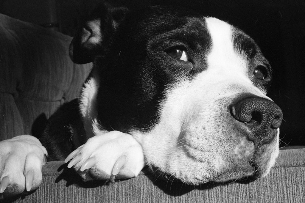 A black and white photo of a black and white dog. His head fills the frame, chin resting on the arm of a couch, paws poking out from underneath his chin. His eyes are open.