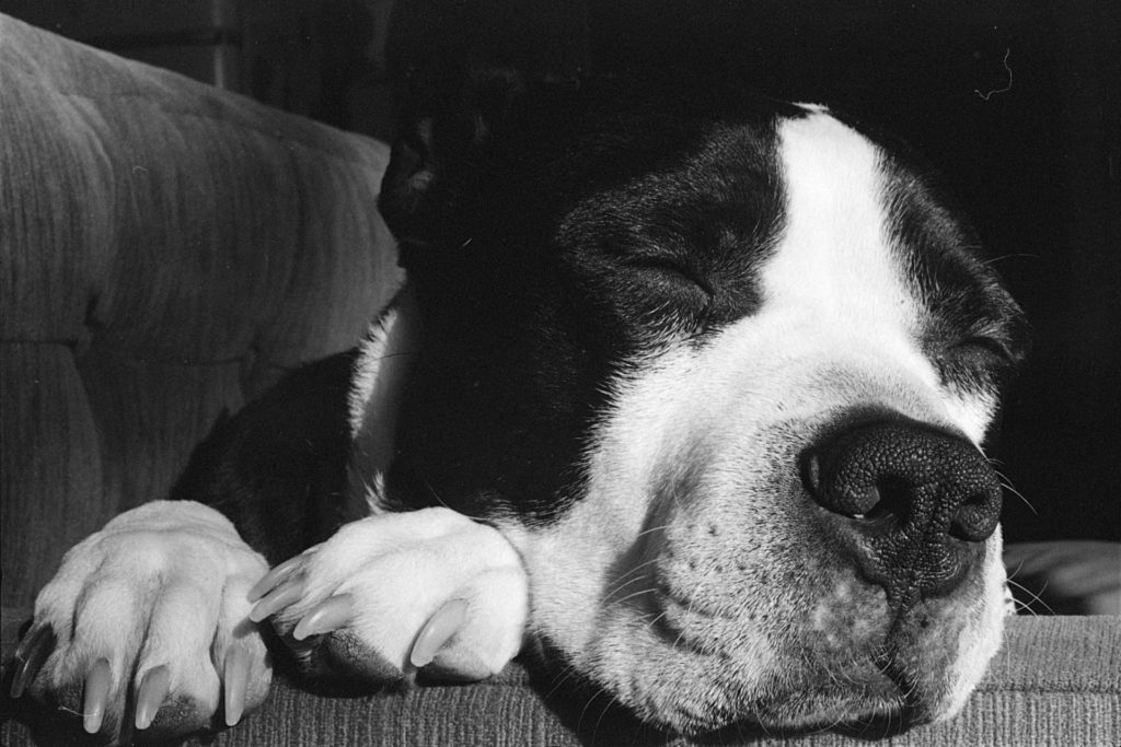 A black and white photo of a black and white dog. His head fills the frame, chin resting on the arm of a couch, paws poking out from underneath his chin. His eyes are closed