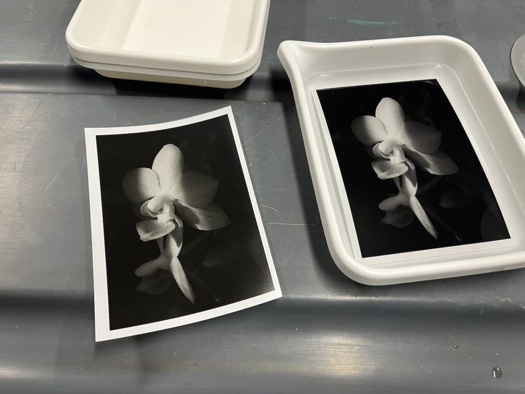 A photo of two full 5x7 prints of the orchid photo. One is sitting in a tray of senlenium toner. While the other one is sitting off to the side, as a reference to compare to the toning print.