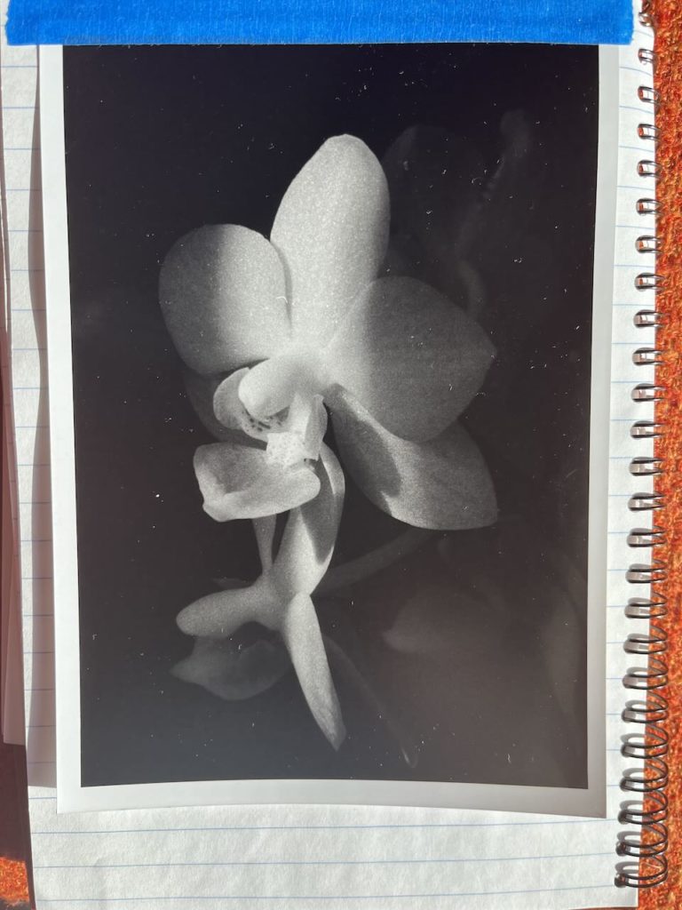 The finished 5x7 reference print of the orchid. It's taped in to a notebook where I keep notes on prints I make.