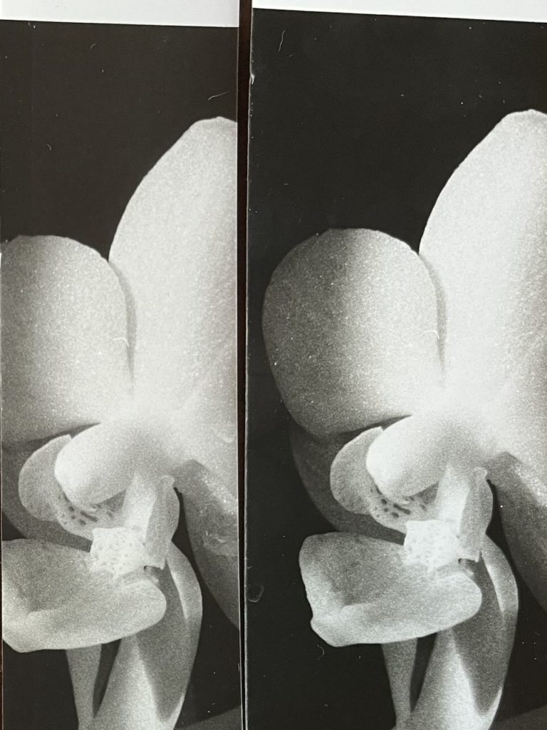 A close up of the orchid photos using Ilford filter 2 and 3. The one using filter 2 has more texture and detail in the brightly lit sections of the orchid. The one using filter three has lost these details and is more pure white.