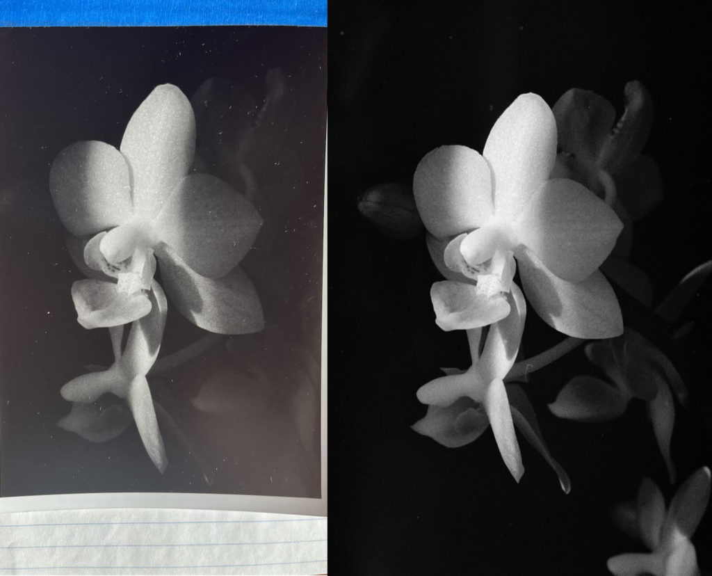 A side by side comparison of the physical and digital print of the orchid photo.