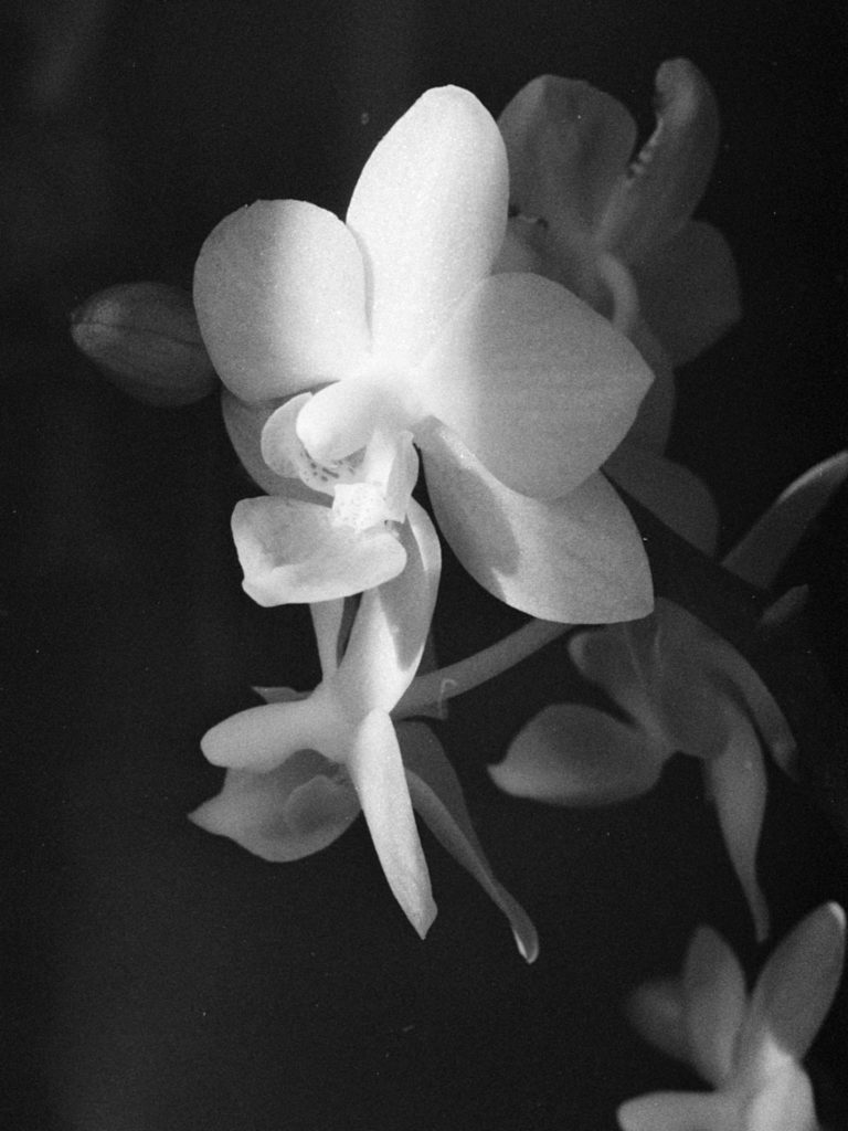 A black and white close up photo of two small orchid flowers. The flowers are mostly in shadow except for a vertical strip of light that bisects them.

In this version of the photo the background shadows are not that dark and the edge of the beam of light is somewhat fuzzy