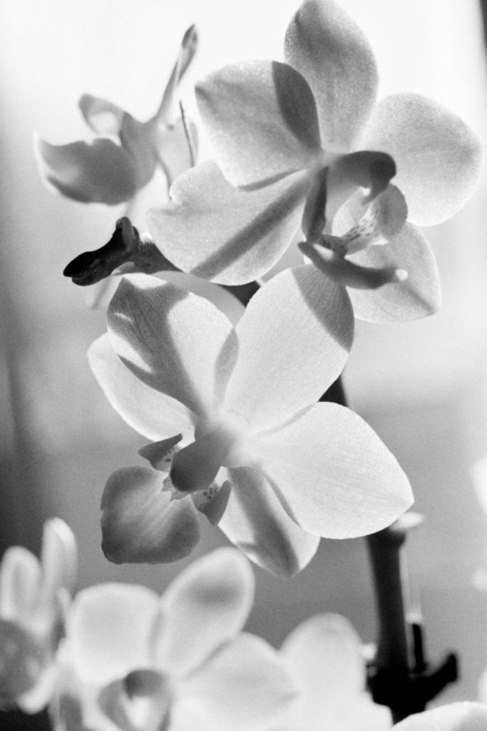 A close-up black and white photo of two orchid flowers. The flowers are backlit and the light shines through their petals, making them almost translucent. Shadows of stems and other petals form on the flowers.