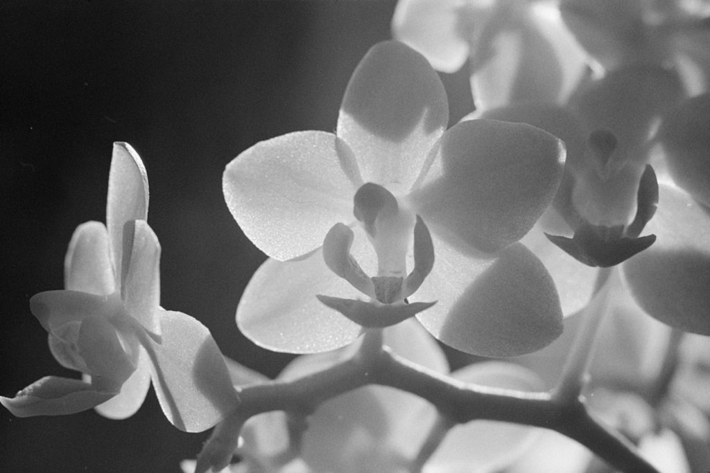 A close-up black and white photo of a group of orchid flowers. The flowers are backlit and the light shines through their petals, making them almost translucent. Shadows of stems and other petals form on the flowers.