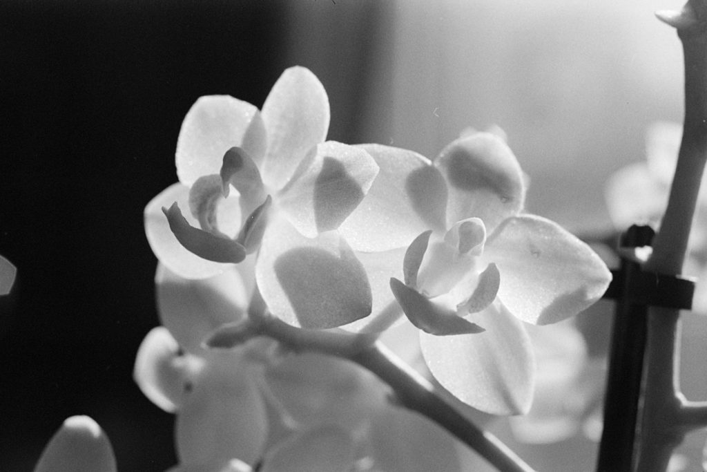 A close-up black and white photo of a pair of orchid flowers. The flowers are backlit and the light shines through their petals, making them almost translucent. Shadows of stems and other petals form on the flowers.