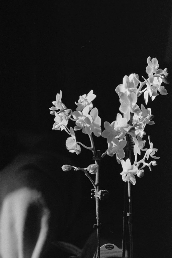 A black and white photo of a orchid plant