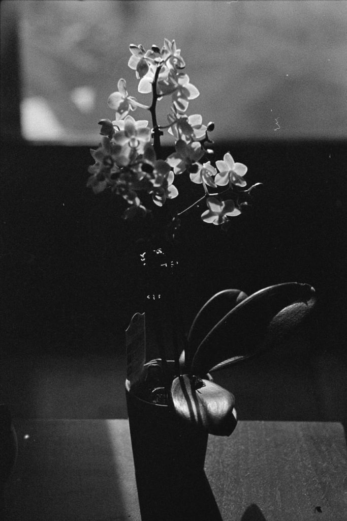 A black and white photo of an orchid plant. The plant is backlit, casting a long shadow.