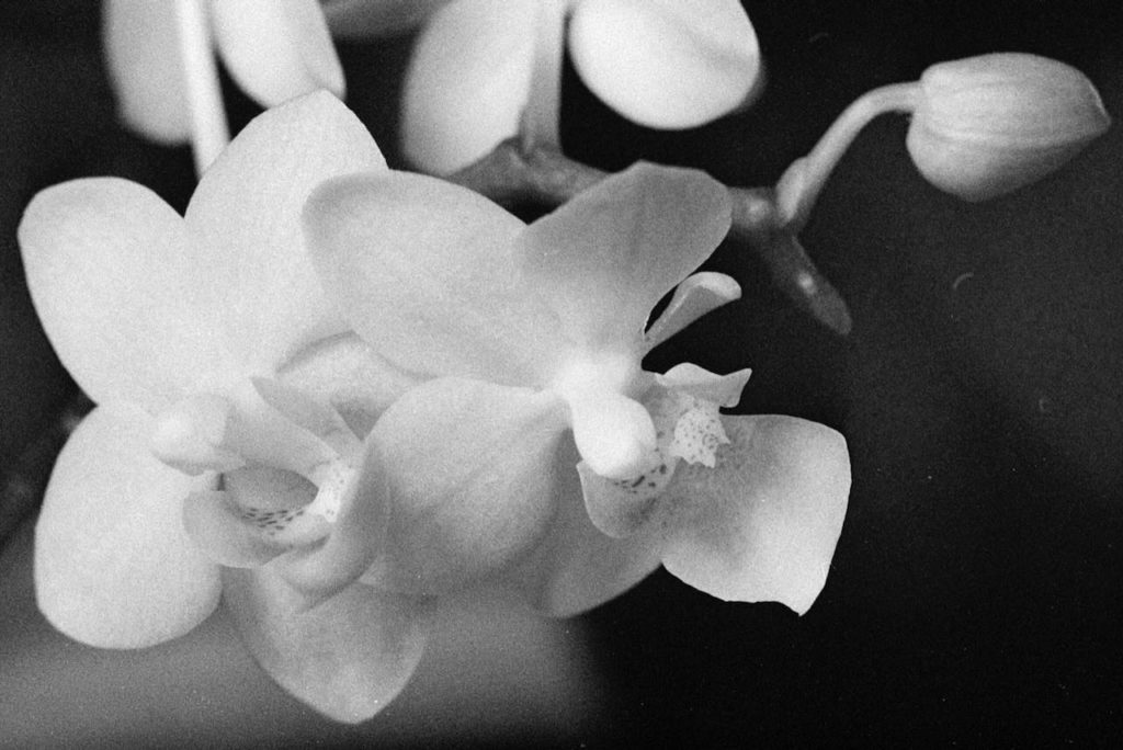 A black and white, close up photo of two white orchids.