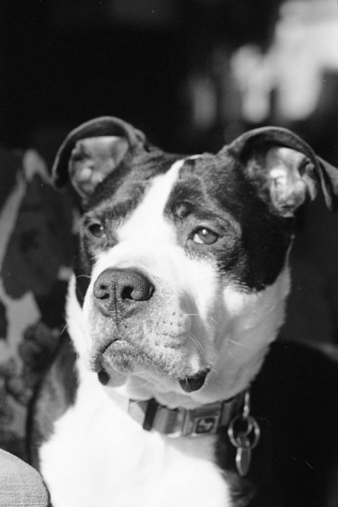 A black and white photo of a black and white dog. He's staring intently on something out of frame.