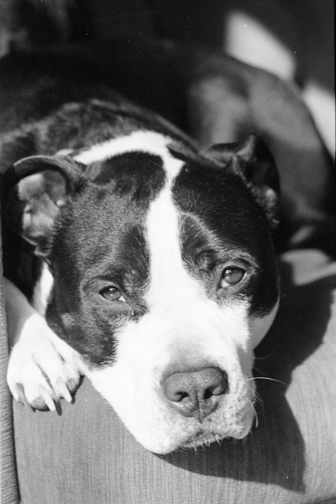 A black and white photo of a black and white dog resting his head on a couch. He's staring at the camera.