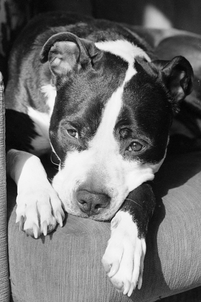 A black and white photo of a black and white dog resting his head on a couch. He's staring at something out of frame.