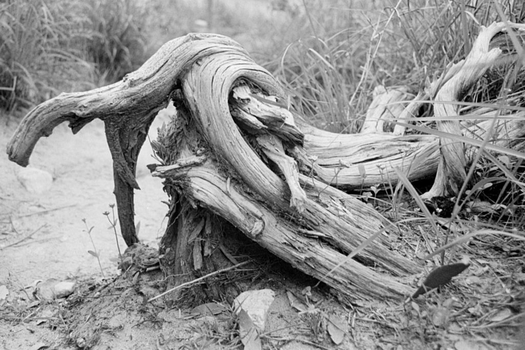 A black and white photo of a twisted tree stump and trunk that has fallen in to long grass.