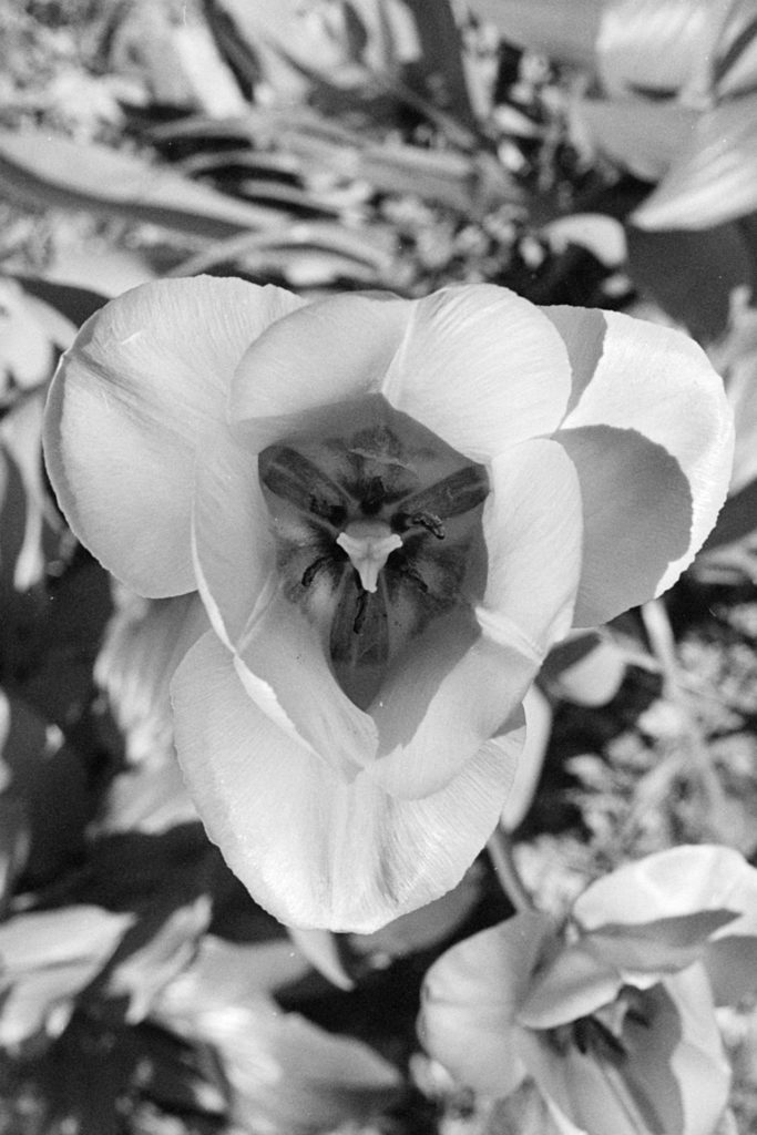 A black and white photo of a tulip blossom, taken from above.