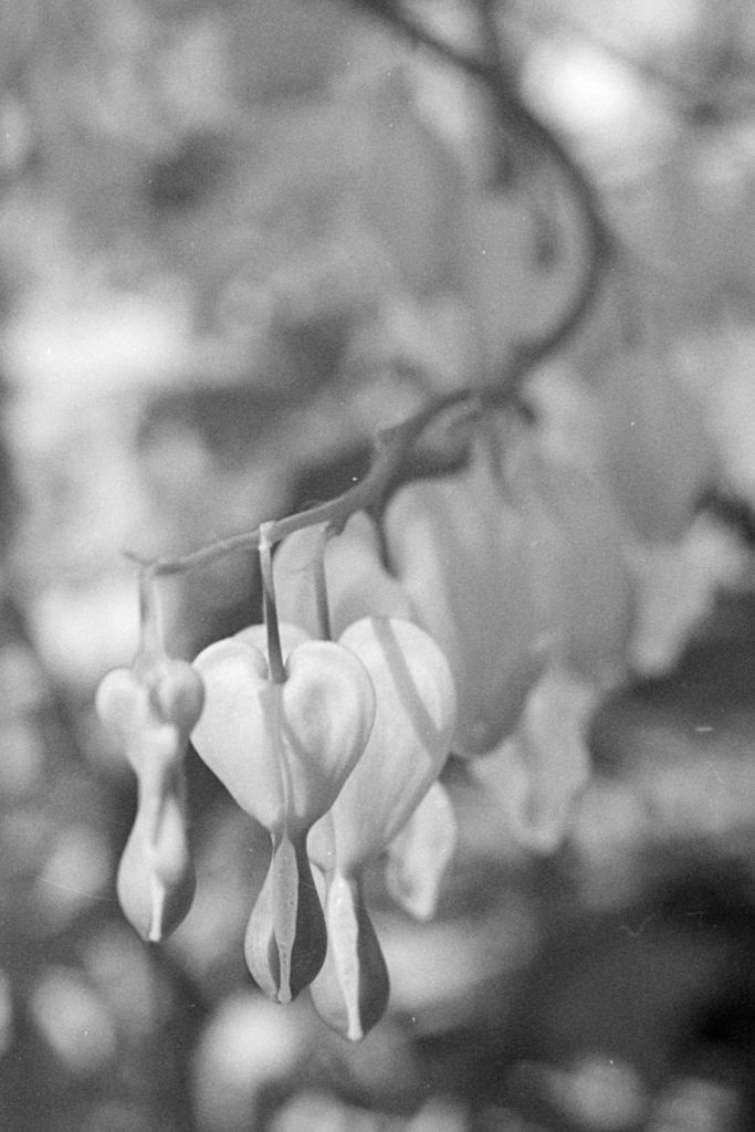 A black and white photo of a line of heart-shaped flowers hanging from a branch.